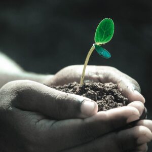 Mãos segurando um pouco de terra com uma pequena planta: texto sobre morte e finitude